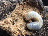 廃菌床と幼虫