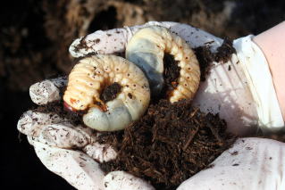 カブトムシの幼虫