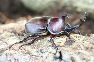 天然のカブトムシ　大