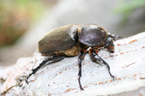 天然カブトムシ　メス